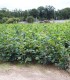 Carpinus Betulus / Charme Commun, Charmille
