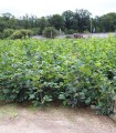 Carpinus Betulus / Charme Commun, Charmille