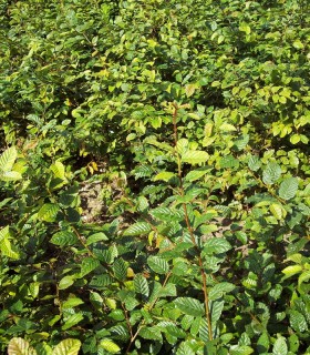 Carpinus Betulus Origine Forestiere / Charme Commun, Charmille