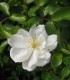 Rosier Decorosier Opalia®