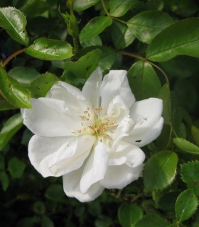 Rosier Decorosier Opalia®