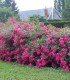 Rosier Decorosier Emera®