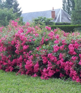Rosier Decorosier Emera®