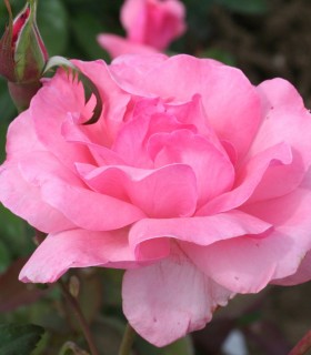 Rosier Buisson Queen Elisabeth