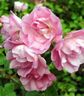 Rosier Decorosier Mareva®