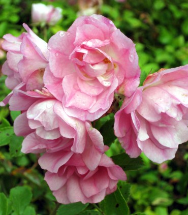Rosier Decorosier Mareva®