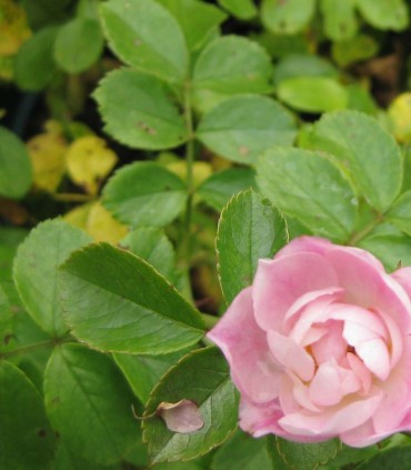 Rosier Decorosier Mareva®