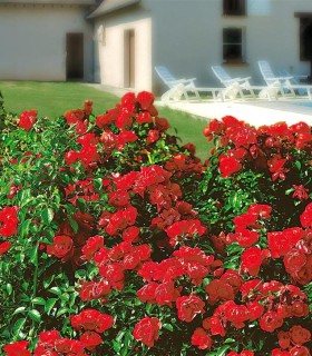 Rosier Decorosier Kadora®