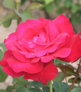 Rosier Buisson Dame de Coeur