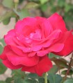 Rosier Buisson Dame de Coeur