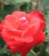 Rosier Polyantha Orange Sensation