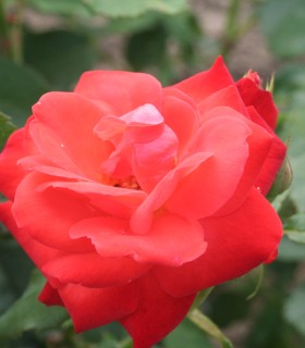 Rosier Polyantha Orange Sensation
