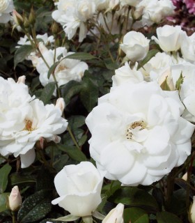Rosier Polyantha Iceberg