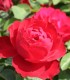 Rosier Polyantha Lilli Marleen