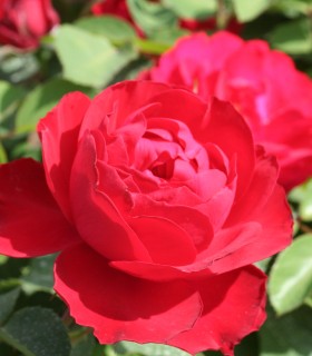 Rosier Polyantha Lilli Marleen