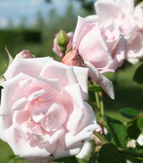 Rosier Grimpant New Dawn