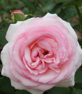 Rosier Grimpant Pierre de Ronsard®