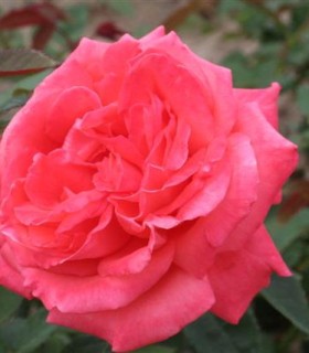 Rosier Buisson Super Star®
