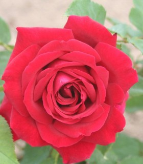 Rosier Grimpant Ena Harkness