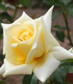 Rosier Grimpant Landora®