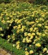 Rosier Decorosier Suneva®