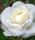 Rosier Buisson Virgo