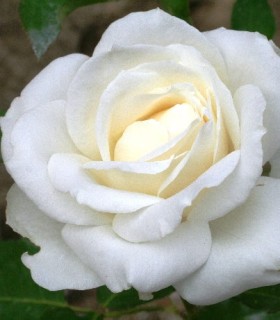 Rosier Buisson Virgo