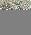 Elaeagnus Ebbingei