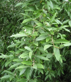 Elaeagnus Umbellata