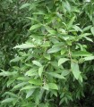 Elaeagnus Umbellata