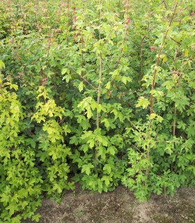 Acer Campestre Origine Forestiere / Erable Champetre