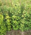 Acer Campestre Origine Forestiere / Erable Champetre