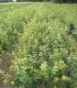 Acer Monspessulanum / Erable de Montpellier