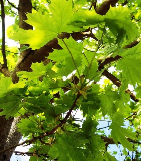 Acer Platanoides Origine Forestiere / Erable Plane