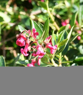 Escallonia Macrantha Rubra