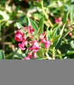 Escallonia Macrantha Rubra