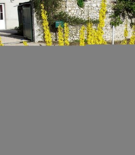 Forsythia