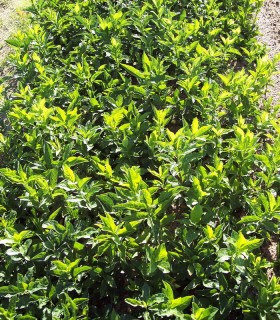 Euonymus Europaeus / Fusain D'Europe