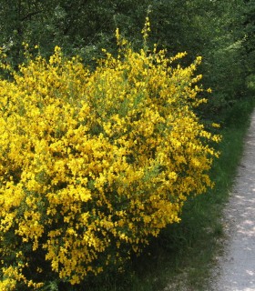 Cytisus Scoparius / Genet à Balai