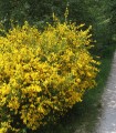 Cytisus Scoparius / Genet à Balai