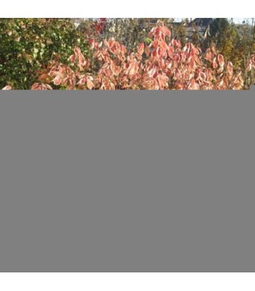 CORNUS alba Elegantissima /CORNOUILLER PANACHE