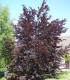 Fagus Sylvatica Purpurea / Hetre Pourpre