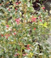 Ilex Aquifolium Alaska / Houx Alaska Vert
