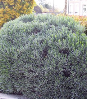 Lavandula Int. Dutch / Lavande Dutch Lavander
