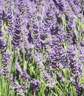 Lavandula Angustifolia Hidcote / Lavande Hidcote