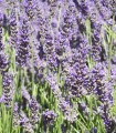 Lavandula Angustifolia Hidcote / Lavande Hidcote