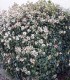 Viburnum Tinus / Laurier Tin