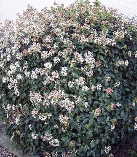 Viburnum Tinus / Laurier Tin