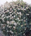 Viburnum Tinus / Laurier Tin