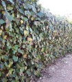 Hedera Helix / Lierre Des Bois